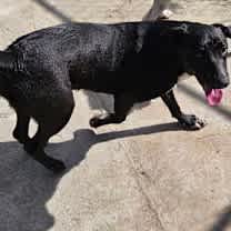 Thumbnail photo of Banjo #2