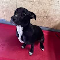 Thumbnail photo of Banjo #3