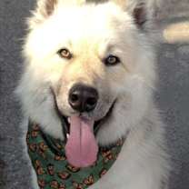 Thumbnail photo of Akoji #1