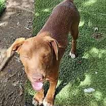 Thumbnail photo of Caine #3