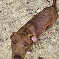 Thumbnail photo of Caine #4