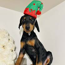 Thumbnail photo of Elf #1