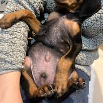 Thumbnail photo of Elf #2