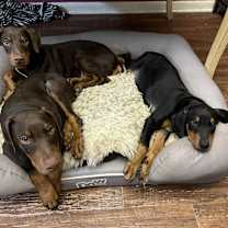 Thumbnail photo of Elf #3