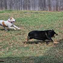 Thumbnail photo of Jazzy #4