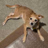 Thumbnail photo of Pontoon #2