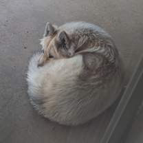 Thumbnail photo of Akoji #4