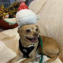 Thumbnail photo of Yoda #1