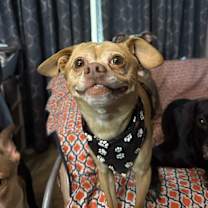 Thumbnail photo of Yoda #3