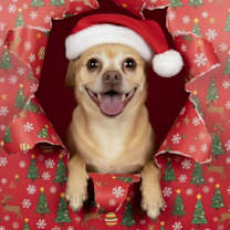 Thumbnail photo of Yoda #4