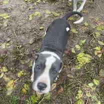 Thumbnail photo of Penelope #1