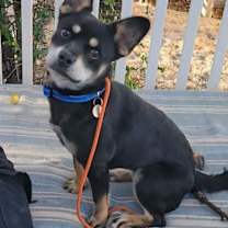 Thumbnail photo of Charley #3