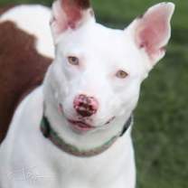 Thumbnail photo of Juniper the dog #1