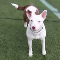 Thumbnail photo of Juniper the dog #2