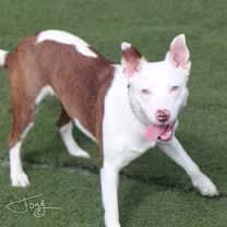 Thumbnail photo of Juniper the dog #3