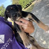 Thumbnail photo of Fettucine #1