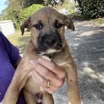 Thumbnail photo of Linguine #1