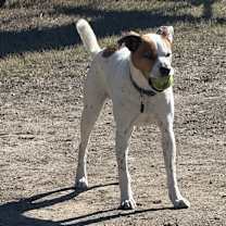 Thumbnail photo of Chico #3