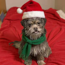 Thumbnail photo of Brodie #1