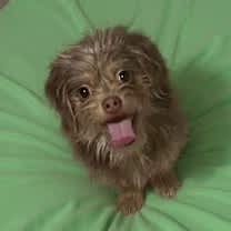 Thumbnail photo of Brodie #2