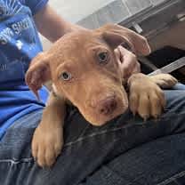 Thumbnail photo of Woody #1