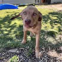 Thumbnail photo of Woody #3