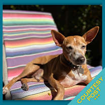 Thumbnail photo of Bonkers (CP) #1