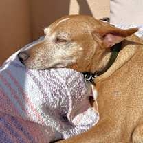 Thumbnail photo of Bonkers (CP) #3