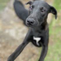 Thumbnail photo of Whisker #1