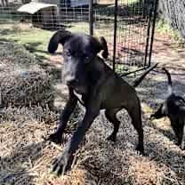 Thumbnail photo of Whisker #2