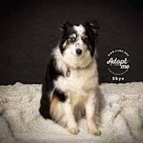 Thumbnail photo of Skye #1