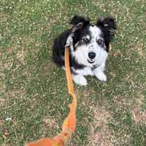 Thumbnail photo of Skye #4