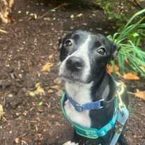 Thumbnail photo of Little Girl #4