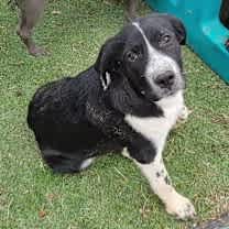 Thumbnail photo of Lucy the dog #1