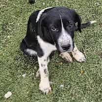 Thumbnail photo of Lucy the dog #2