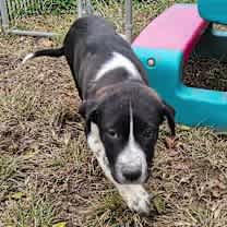 Thumbnail photo of Lucy the dog #3