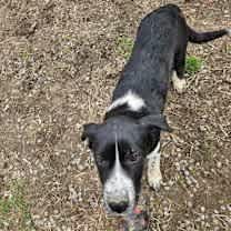 Thumbnail photo of Lucy the dog #4