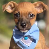 Thumbnail photo of Randall #1