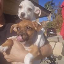 Thumbnail photo of Randall #2