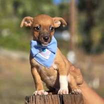 Thumbnail photo of Randall #3