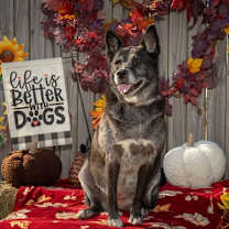 Thumbnail photo of Akyra #1