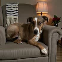 Thumbnail photo of Whiskey SOS>2 yr in rescue #1