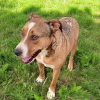 Thumbnail photo of Whiskey SOS>2 yr in rescue #3