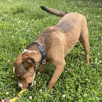 Thumbnail photo of Whiskey SOS>2 yr in rescue #4