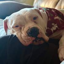 Thumbnail photo of Lily #3