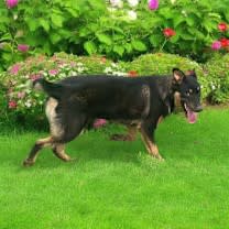 Thumbnail photo of Big Boy>1 yr in rescue! #1