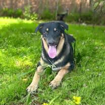 Thumbnail photo of Big Boy>1 yr in rescue! #2