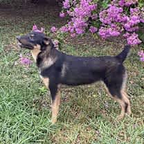 Thumbnail photo of Big Boy>1 yr in rescue! #3