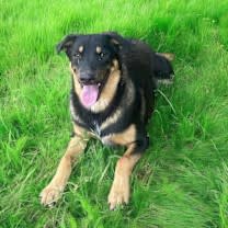 Thumbnail photo of Big Boy>1 yr in rescue! #4