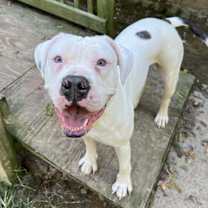 Thumbnail photo of Lily #1